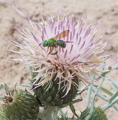 The effects of the decline of a keystone plant species on a dune community plant-pollinator network